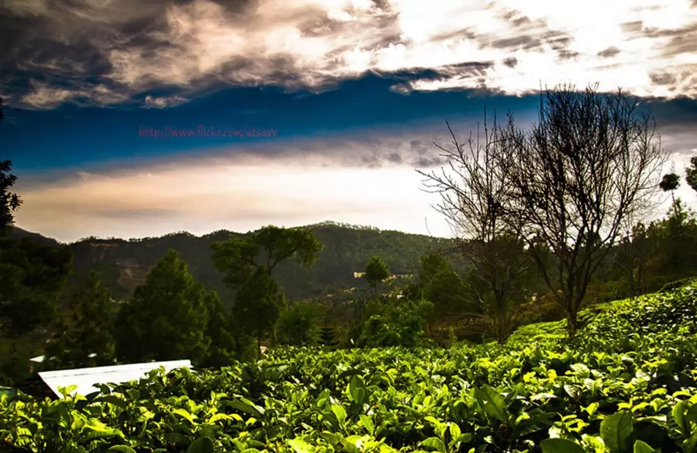 Tea Garden